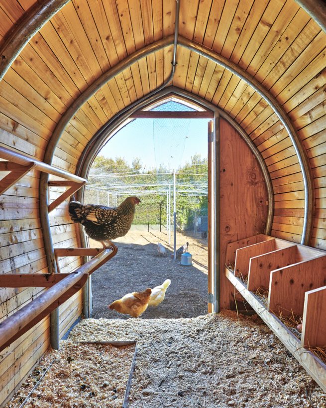 chickens rest in curved wood-paneled coop