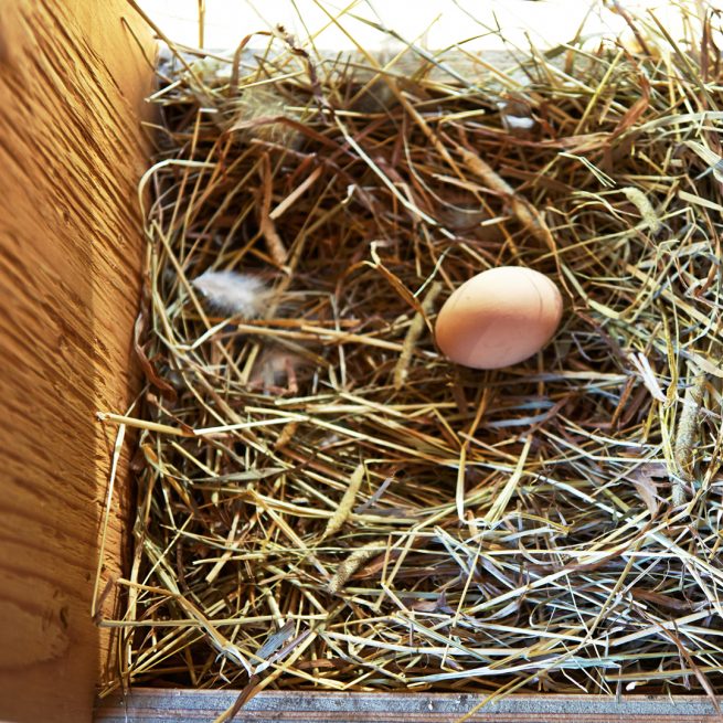 a chicken egg inside coop