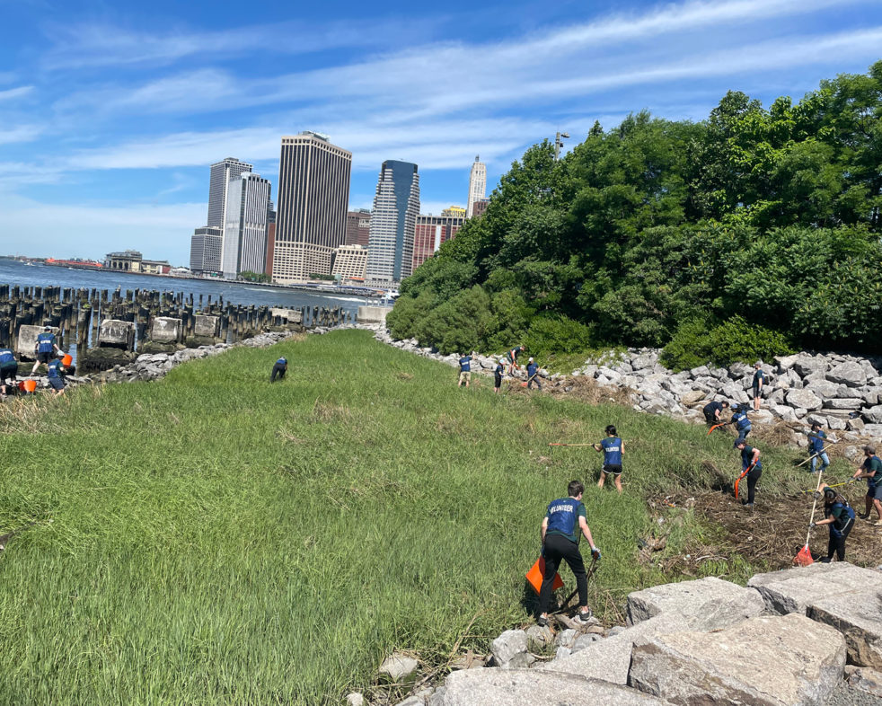 Photo of ARO staff working in the salt marsh, with lower Manhattan visible in the background
